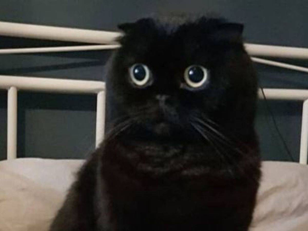 Mystère autour de ce chaton aux yeux gigantesques : pourquoi fascine-t-il autant ?