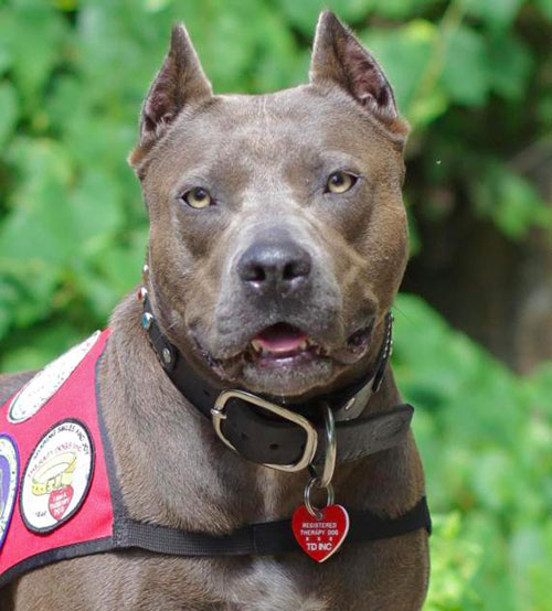 Une héroïne à quatre pattes : comment une chienne a sauvé la vie d&rsquo;une fillette de 2 ans grâce à son courage incroyable
